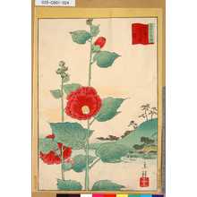 Utagawa Hiroshige II: 「三十六花撰」「東都あふひ坂葵」 「廿三」 - Tokyo Metro Library 