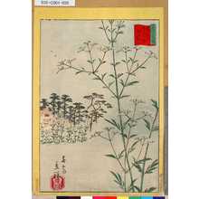 Utagawa Hiroshige II: 「三十六花撰」「東京大宮八幡おのこへし」 「廿九」 - Tokyo Metro Library 