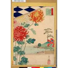 Utagawa Hiroshige II: 「三十六花撰」「東京染井きく」 「三十二」 - Tokyo Metro Library 