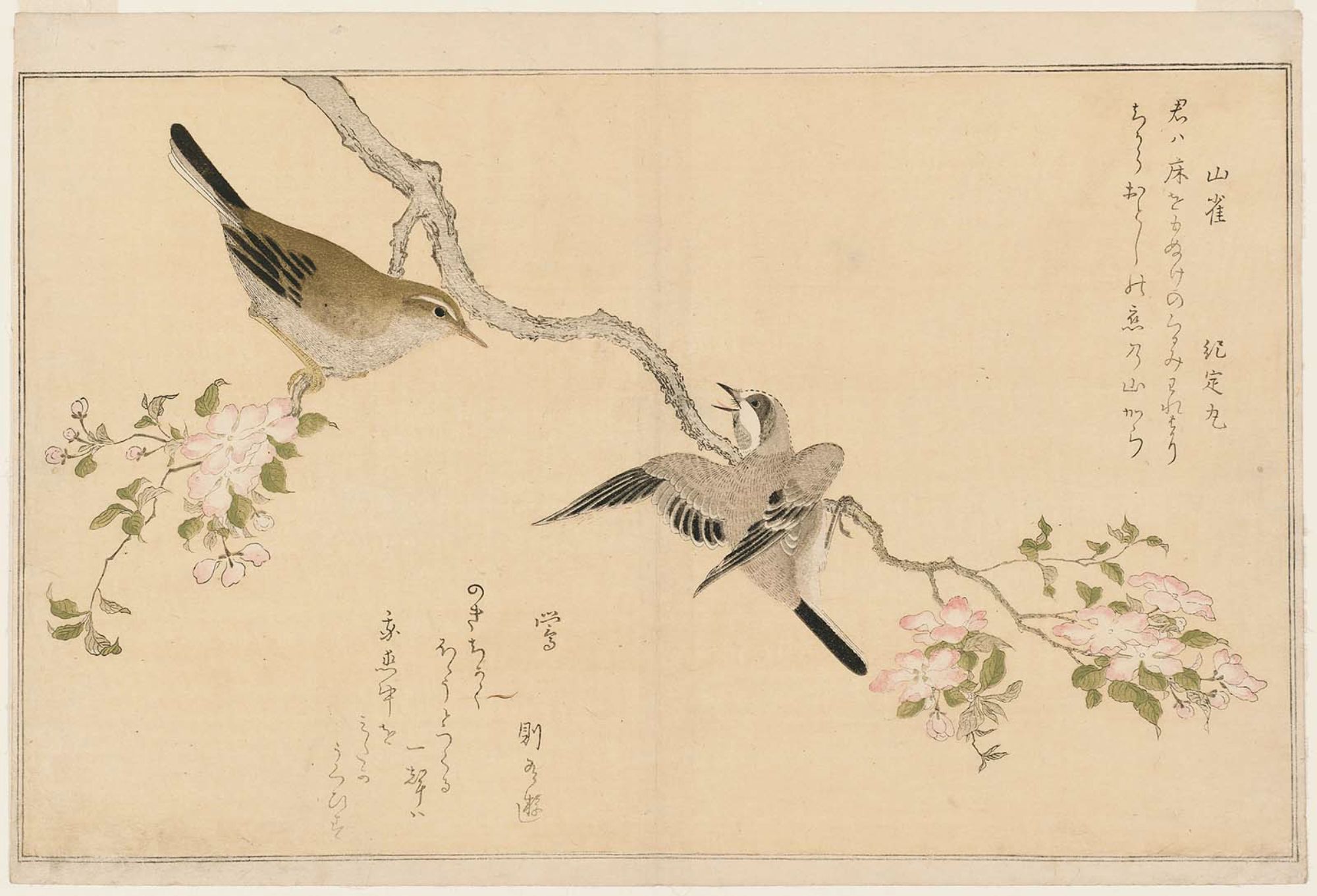 喜多川歌麿: Penduline Tit (Yamagara) and Bush Warbler (Uguisu 