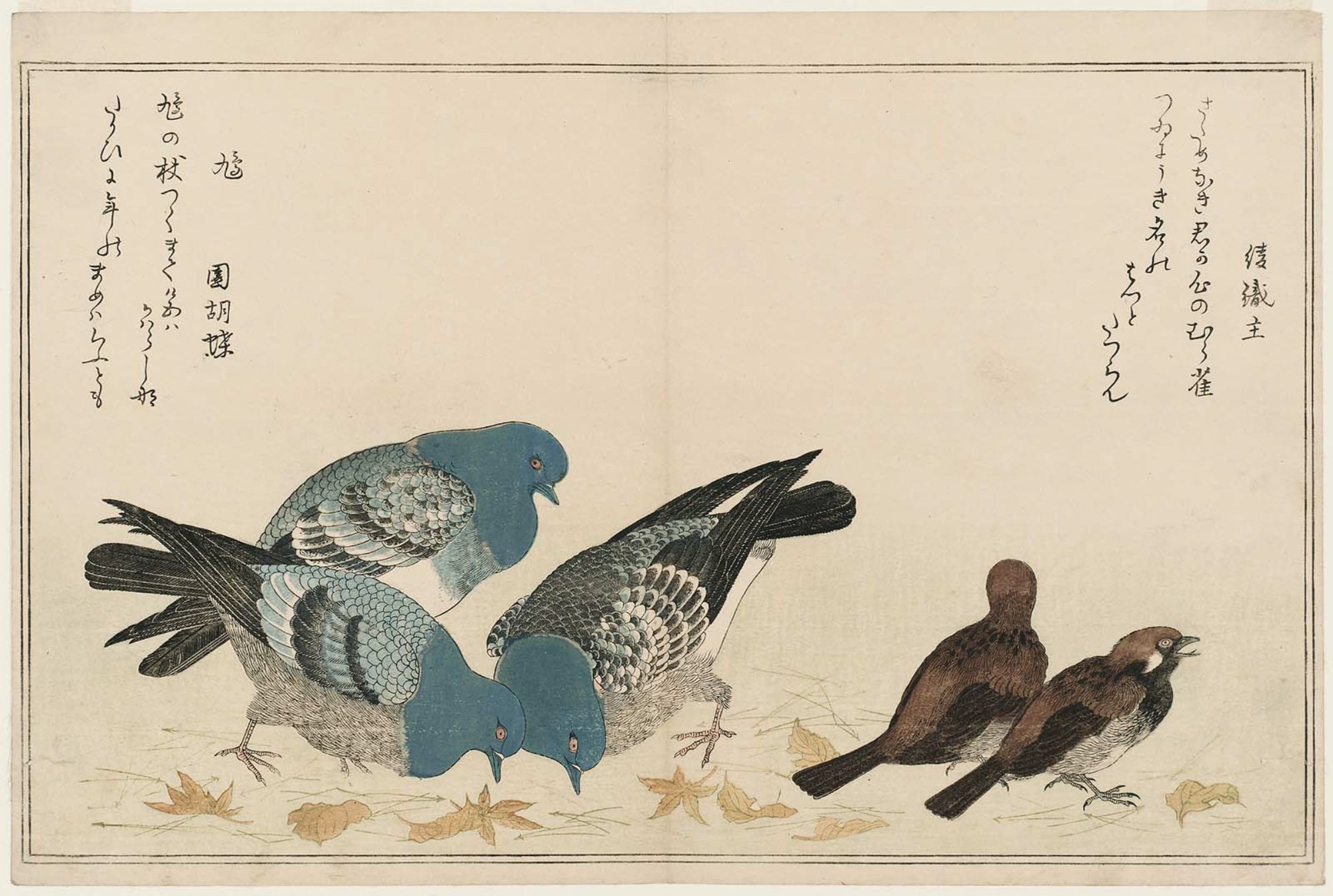 喜多川歌麿: Sparrows (Murasuzume) and Pigeons (Hato), from the 