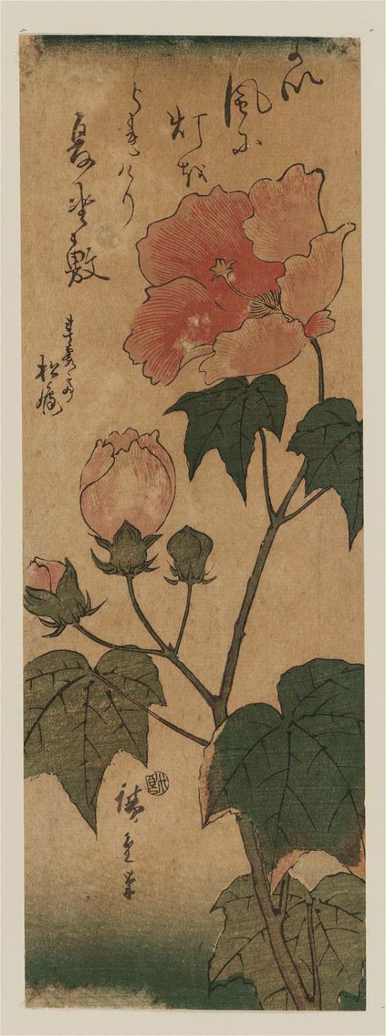 Utagawa Hiroshige: Hibiscus - Museum of Fine Arts - Ukiyo-e Search