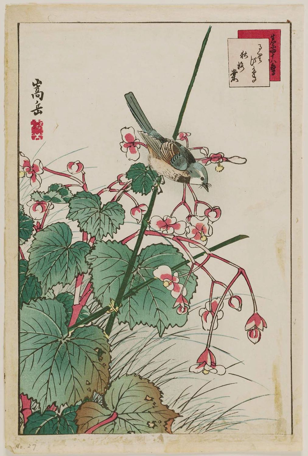 Nakayama Sûgakudô: No. 27, Bluebird and Begonia (Ruribitaki, shûkaidô), fro...