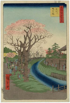 歌川広重: Cherry Blossoms on the Tama River Embankment (Tamagawa-zutsumi no hana), from the series One Hundred Famous Views of Edo (Meisho Edo hyakkei) - ボストン美術館