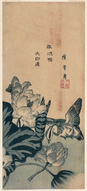 Utagawa Hiroshige: Drake and White Lotus (Osu-ikegamo, daibyakuren), from the series Six Flowers and Birds (Rokkachô) - Museum of Fine Arts