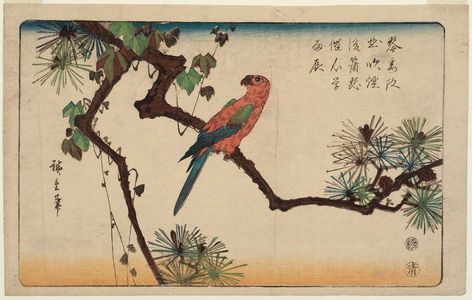 歌川広重: Macaw on Pine Branch - ボストン美術館