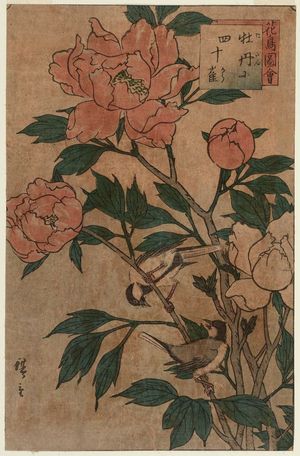 三代目歌川広重: Botan And Manchurian Great Tit (Botan ni shijûkara), from the series Flower and Bird Pictures (Kachô zue) - ボストン美術館