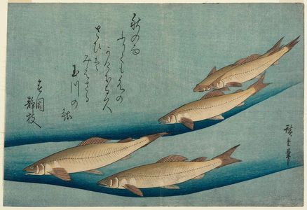 Utagawa Hiroshige: Trout, from an untitled series known as Large Fish - Museum of Fine Arts