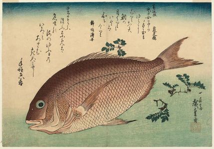 歌川広重: Sea Bream and Sansho Pepper, from an untitled series known as Large Fish - ボストン美術館