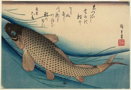 Utagawa Hiroshige: Carp, from an untitled series known as Large Fish - Museum of Fine Arts