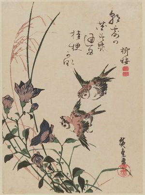 Utagawa Hiroshige: Swallows and Bellflowers - Museum of Fine Arts