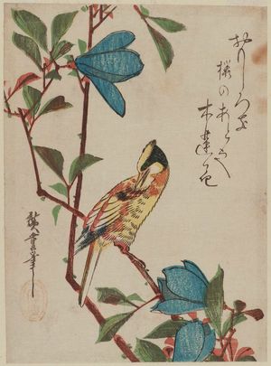 歌川広重: Magnolia and Black-naped Oriole - ボストン美術館