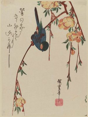 Utagawa Hiroshige: Bulfinch on Yamabuki Branch - Museum of Fine Arts