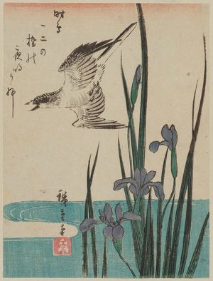 Japanischer Druck "Cuckoo Flying over Iris" von Utagawa Hiroshige, 歌川広重 (Utagawa Hiroshige I)