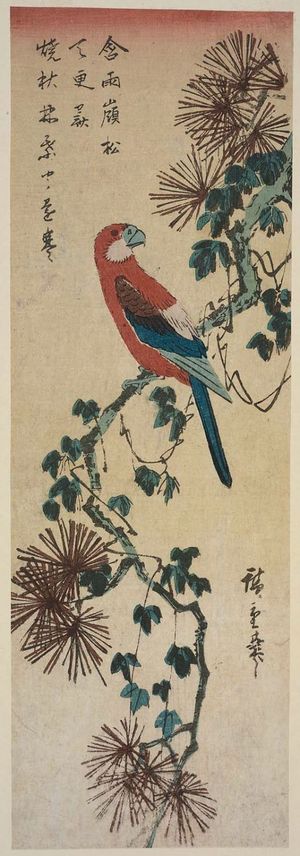 日本版画 "Macaw on Ivy-covered Pine Branch" 由 Utagawa Hiroshige, 歌川広重 (Utagawa Hiroshige I) 创作