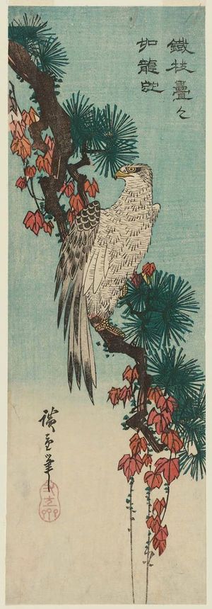 Utagawa Hiroshige: Falcon on an Ivy-draped Pine Branch - Museum of Fine Arts