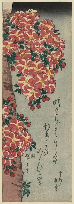 Utagawa Hiroshige: Double Cherry in Flower - Museum of Fine Arts