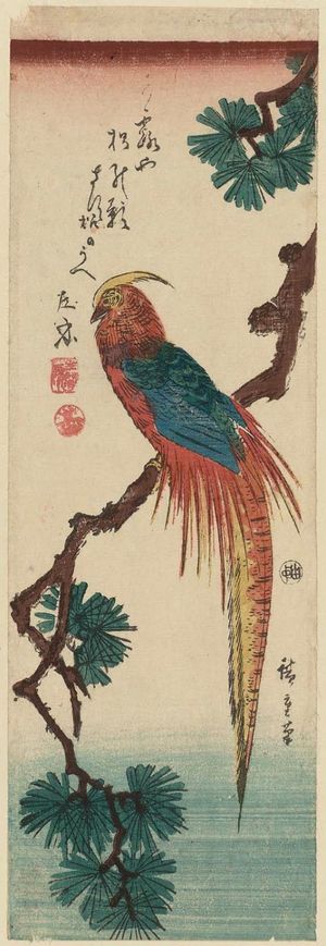 Utagawa Hiroshige: Golden Pheasant on Pine Branch - Museum of Fine Arts