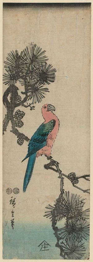 歌川広重: Macaw on Pine Branch - ボストン美術館