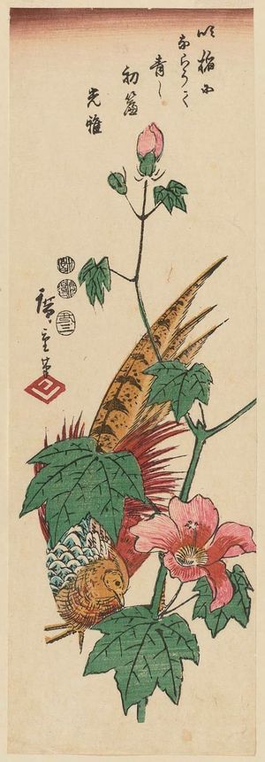 Utagawa Hiroshige: Golden Pheasant and Hibiscus - Museum of Fine Arts