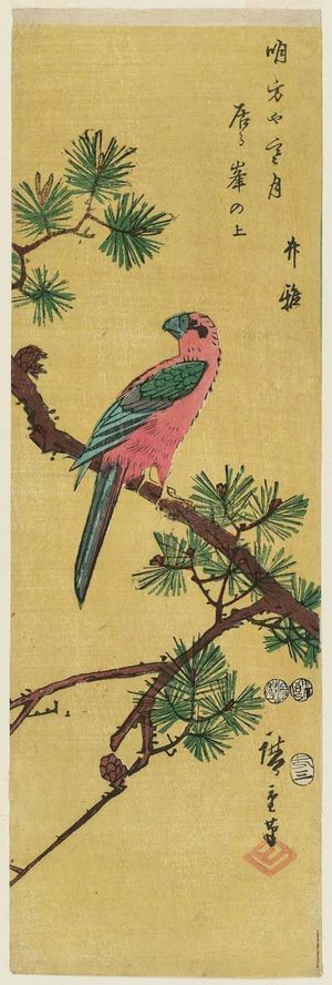 歌川広重: Macaw on Pine Branch - ボストン美術館