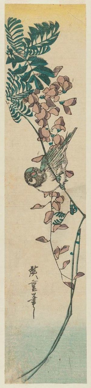 歌川広重: Sparrow and Wisteria - ボストン美術館