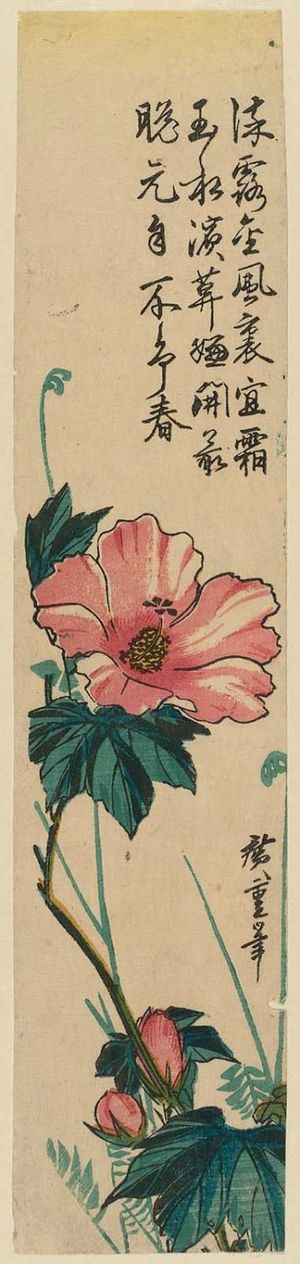 歌川広重: Hibiscus - ボストン美術館