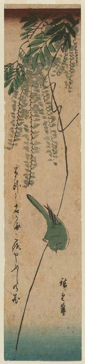 Utagawa Hiroshige: Japanese White-eye and Wisteria - Museum of Fine Arts