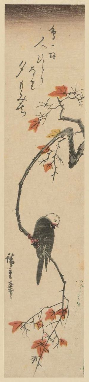 歌川広重: White Headed Bird on Maple Branch - ボストン美術館