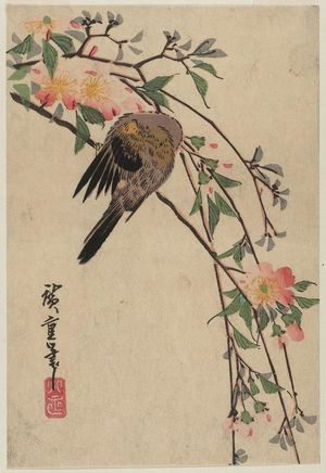 Utagawa Hiroshige: Bird and Yamabuki - Museum of Fine Arts