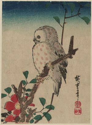 歌川広重: Small Owl on Camellia Branch - ボストン美術館