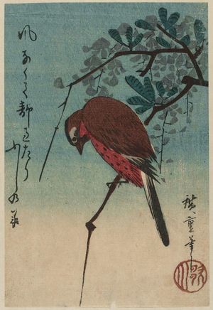 Utagawa Hiroshige: Bird on Wisteria Vine - Museum of Fine Arts