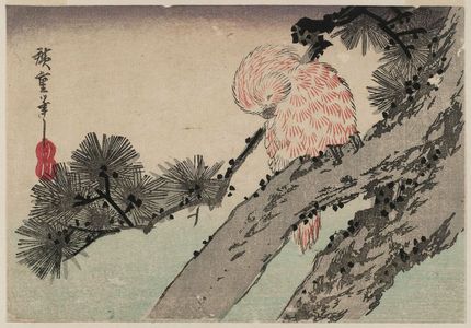 歌川広重: Small Owl on Pine Branch - ボストン美術館