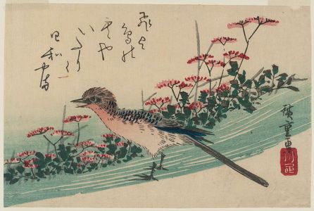 Utagawa Hiroshige: Red Flowers and Hiyodori (Brown-Eared Bulbul ) - Museum of Fine Arts