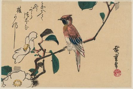 日本版画 "White Camellia and Black-naped Oriole" 由 Utagawa Hiroshige, 歌川広重 (Utagawa Hiroshige I) 创作