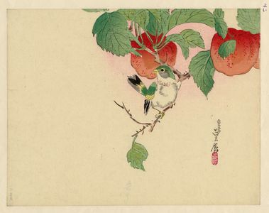 代長谷川貞信〈3〉: Bird on branch of fruit tree - ボストン美術館