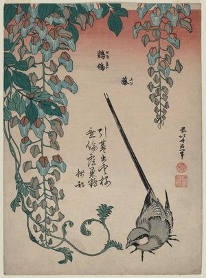 葛飾北斎: Wisteria and Wagtail (Fuji, sekirei), from an untitled series known as Small Flowers - ボストン美術館
