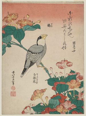 Katsushika Hokusai: Hawfinch and Marvel-of-Peru (Ikaru, oshiroi no hana), from an untitled series known as Small Flowers - Museum of Fine Arts