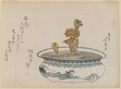 Totoya Hokkei: Potted Adonis Plant (Fukujusô) - Museum of Fine Arts