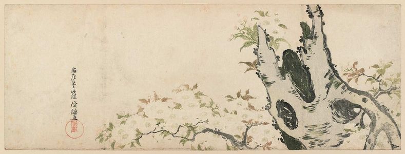 Kubo Shunman: Old Cherry Tree - Museum of Fine Arts