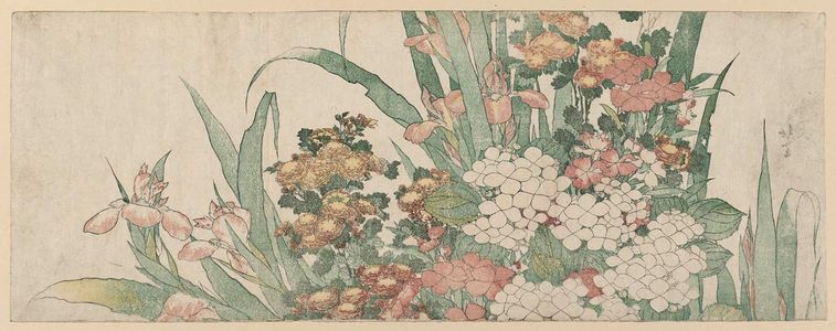 葛飾北斎: Iris, Hydrangea, Pinks, and Chrysanthemums - ボストン美術館
