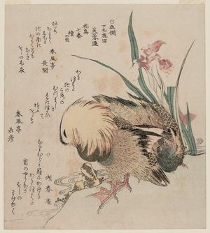 Kubo Shunman: Mandarin Ducks and Iris, from the series Series of Seven Bird-and-Flower Prints for the Fuyô Circle of Kanuma in Shimotsuke Province (Yamagawa Shimotsuke Kanuma Fuyô-ren kachô nanaban tsuzuki no uchi) - Museum of Fine Arts