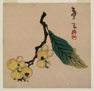Katsushika Taito II: Branch of Loquat - ボストン美術館