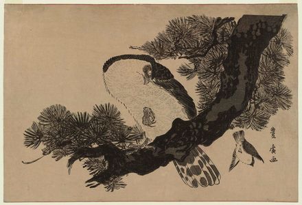 歌川豊広: Falcon, Sparrow, and Pine Tree - ボストン美術館