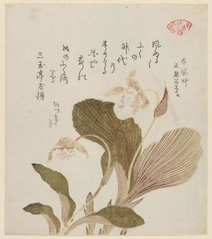 窪俊満: Cyprepedium, from the series Plants for the Kasumi Circle (Kasumiren sômoku awase) - ボストン美術館