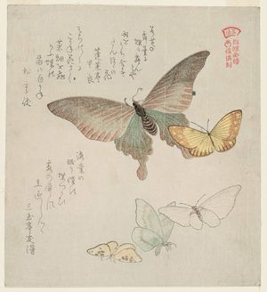 窪俊満: Moths and Butterflies, from the series A Picturebook of Butterflies (Gunchô gafu) - ボストン美術館