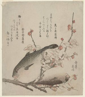 Yashima Gakutei: Plum Blossoms and Blowfish (Fugu) - Museum of Fine Arts