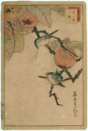 Nakayama Sûgakudô: No. 35, Japanese White-eye and Persimmon (Mejiro kaki), from the series Forty-eight Hawks Drawn from Life (Shô utsushi yonjû-hachi taka) - Museum of Fine Arts