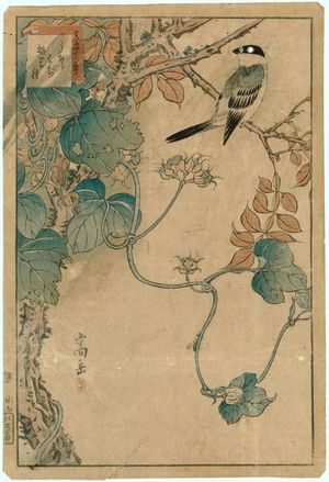 Nakayama Sûgakudô: No. 29 from the series Forty-eight Hawks Drawn from Life (Shô utsushi yonjû-hachi taka) - Museum of Fine Arts