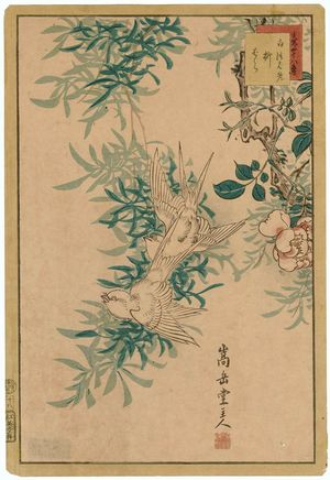 Nakayama Sûgakudô: No. 18 from the series Forty-eight Hawks Drawn from Life (Shô utsushi yonjû-hachi taka) - Museum of Fine Arts
